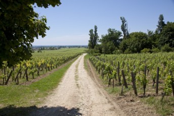 Vignes