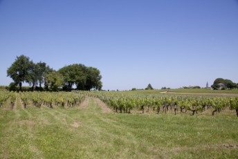 Vignes sur St Emilion au loin