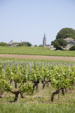 Vignes vue sur St Emilion