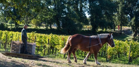 Château Coutet-Saint-Emilion