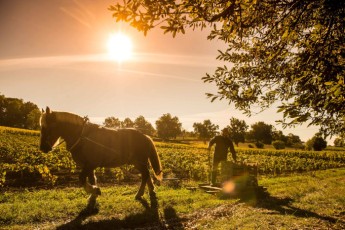 coutet-chateau-saint-emilion-grapes-vineyard-horse-sunset-beautiful-header